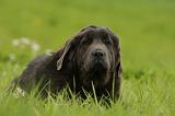 DOGUE DU TIBET 833